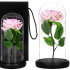Mūžīgā roze stiklā Springos  HA5157