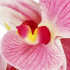 Mākslīgā orhideja Springos HA7424